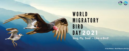 World Migratory Bird Day 2021