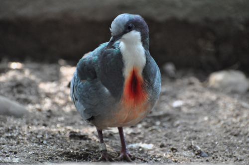 Repatriation of Luzon Bleeding Heart