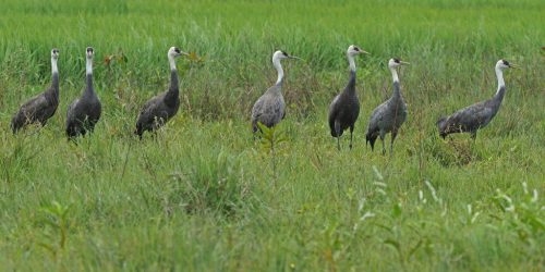 First Record of Hooded Cranes in the Philippines